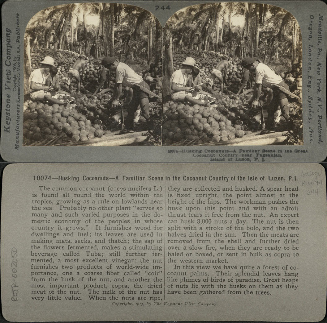 Husking Coconuts – A Familiar Scene in the Great Cocoanut [Coconut] Country near Pagsanjan, I. of Luzon, P. I.